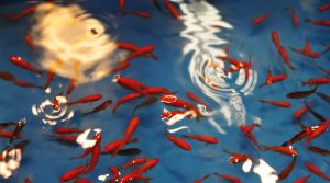 複数カテゴリー・複数タグ選択時の表示