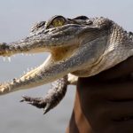 バージョン3.4 - 追尾SNSボタンを設定可能に!